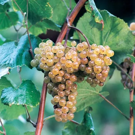 فندق Casa Fundevila