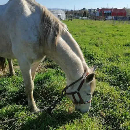 Casa Fundevila 3* فيلا فيرد